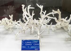 说明:L:\太阳集团122cc宣传片素材\2016微信公众号推送文件\照片\南海珊瑚礁生物标本馆以及部分科考展品-2.jpg